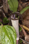 Jack-in-the-pulpit